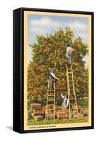 Picking Oranges in Florida-null-Framed Stretched Canvas