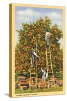 Picking Oranges in Florida-null-Stretched Canvas