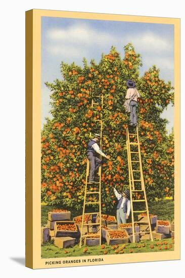 Picking Oranges in Florida-null-Stretched Canvas