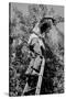 Picking Pears-Dorothea Lange-Stretched Canvas