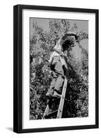 Picking Pears-Dorothea Lange-Framed Art Print