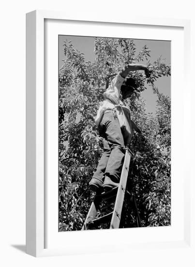 Picking Pears-Dorothea Lange-Framed Art Print