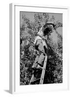 Picking Pears-Dorothea Lange-Framed Art Print