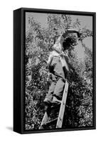 Picking Pears-Dorothea Lange-Framed Stretched Canvas