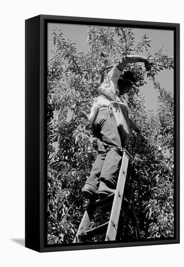 Picking Pears-Dorothea Lange-Framed Stretched Canvas