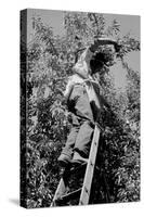 Picking Pears-Dorothea Lange-Stretched Canvas