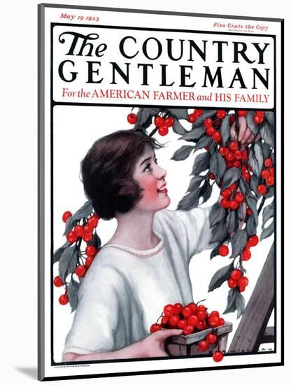 "Picking Pints of Cherries," Country Gentleman Cover, May 19, 1923-Katherine R. Wireman-Mounted Giclee Print