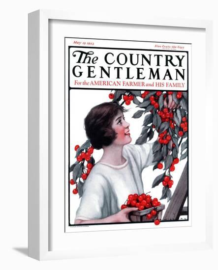 "Picking Pints of Cherries," Country Gentleman Cover, May 19, 1923-Katherine R. Wireman-Framed Giclee Print