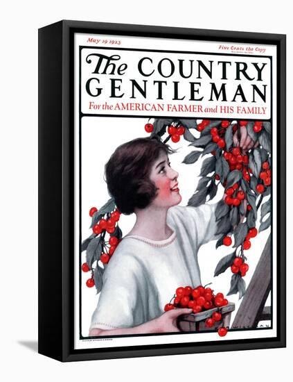 "Picking Pints of Cherries," Country Gentleman Cover, May 19, 1923-Katherine R. Wireman-Framed Stretched Canvas