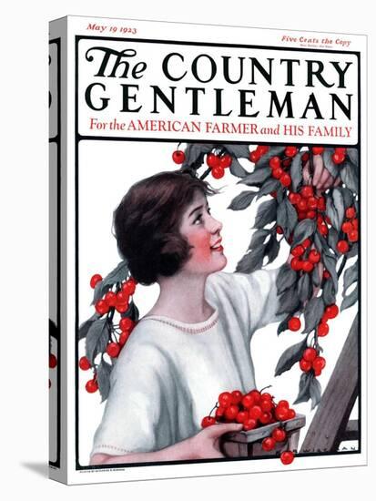 "Picking Pints of Cherries," Country Gentleman Cover, May 19, 1923-Katherine R. Wireman-Stretched Canvas