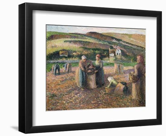 Picking Potatoes. La Recolte Des Pommes de Terre, 1893-Camille Pissarro-Framed Giclee Print
