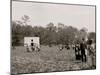 Picking Strawberries, Charleston, S.C.-null-Mounted Photo