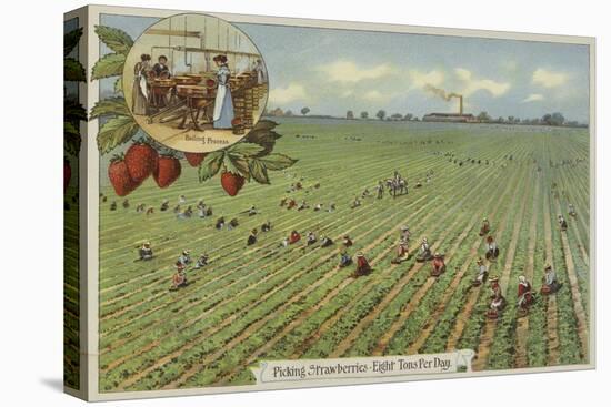 Picking Strawberries-null-Stretched Canvas