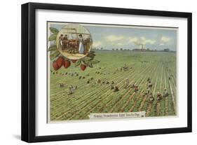 Picking Strawberries-null-Framed Giclee Print