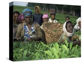 Picking Tea on a Plantation, Bonga Forest, Ethiopia, Africa-D H Webster-Stretched Canvas