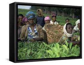 Picking Tea on a Plantation, Bonga Forest, Ethiopia, Africa-D H Webster-Framed Stretched Canvas