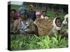 Picking Tea on a Plantation, Bonga Forest, Ethiopia, Africa-D H Webster-Stretched Canvas