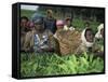 Picking Tea on a Plantation, Bonga Forest, Ethiopia, Africa-D H Webster-Framed Stretched Canvas