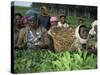 Picking Tea on a Plantation, Bonga Forest, Ethiopia, Africa-D H Webster-Stretched Canvas