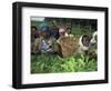 Picking Tea on a Plantation, Bonga Forest, Ethiopia, Africa-D H Webster-Framed Photographic Print