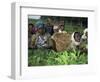 Picking Tea on a Plantation, Bonga Forest, Ethiopia, Africa-D H Webster-Framed Photographic Print