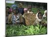 Picking Tea on a Plantation, Bonga Forest, Ethiopia, Africa-D H Webster-Mounted Photographic Print