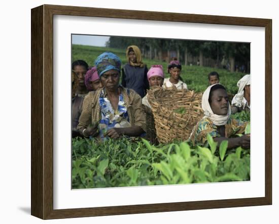 Picking Tea on a Plantation, Bonga Forest, Ethiopia, Africa-D H Webster-Framed Photographic Print