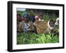 Picking Tea on a Plantation, Bonga Forest, Ethiopia, Africa-D H Webster-Framed Photographic Print