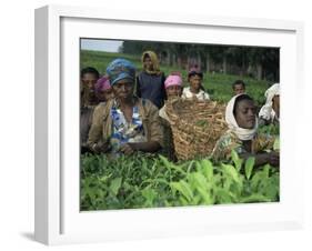 Picking Tea on a Plantation, Bonga Forest, Ethiopia, Africa-D H Webster-Framed Photographic Print