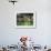 Picking Tea on a Plantation, Bonga Forest, Ethiopia, Africa-D H Webster-Framed Photographic Print displayed on a wall