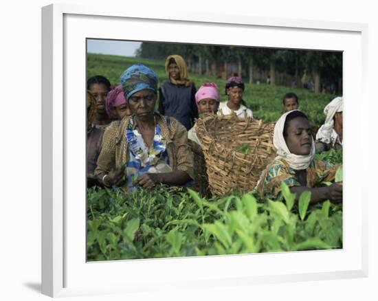 Picking Tea on a Plantation, Bonga Forest, Ethiopia, Africa-D H Webster-Framed Photographic Print