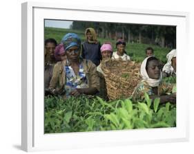 Picking Tea on a Plantation, Bonga Forest, Ethiopia, Africa-D H Webster-Framed Photographic Print