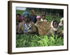 Picking Tea on a Plantation, Bonga Forest, Ethiopia, Africa-D H Webster-Framed Photographic Print