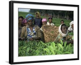 Picking Tea on a Plantation, Bonga Forest, Ethiopia, Africa-D H Webster-Framed Photographic Print