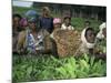 Picking Tea on a Plantation, Bonga Forest, Ethiopia, Africa-D H Webster-Mounted Photographic Print