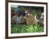 Picking Tea on a Plantation, Bonga Forest, Ethiopia, Africa-D H Webster-Framed Photographic Print