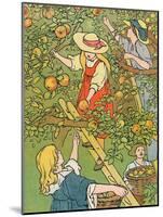 'Picking the Fruit', 1912-Charles Robinson-Mounted Giclee Print