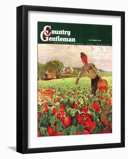 "Picking Tomatoes," Country Gentleman Cover, September 1, 1945-John Clymer-Framed Premium Giclee Print