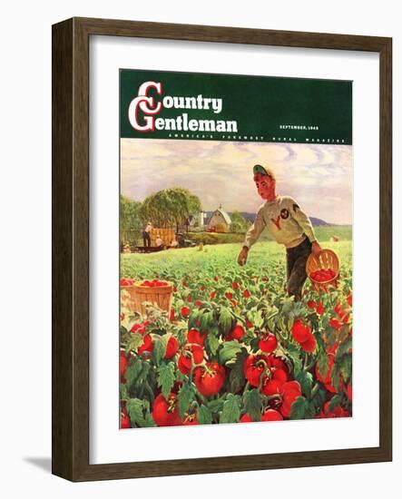 "Picking Tomatoes," Country Gentleman Cover, September 1, 1945-John Clymer-Framed Giclee Print