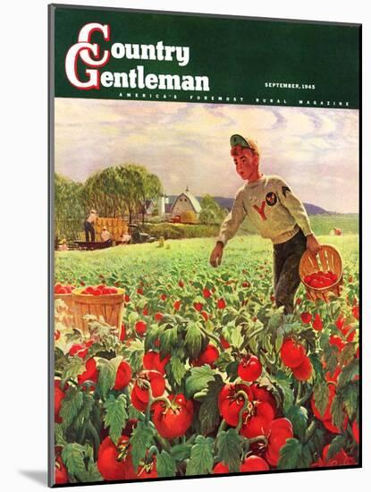 "Picking Tomatoes," Country Gentleman Cover, September 1, 1945-John Clymer-Mounted Giclee Print