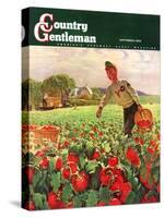 "Picking Tomatoes," Country Gentleman Cover, September 1, 1945-John Clymer-Stretched Canvas