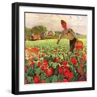 "Picking Tomatoes,"September 1, 1945-John Clymer-Framed Giclee Print