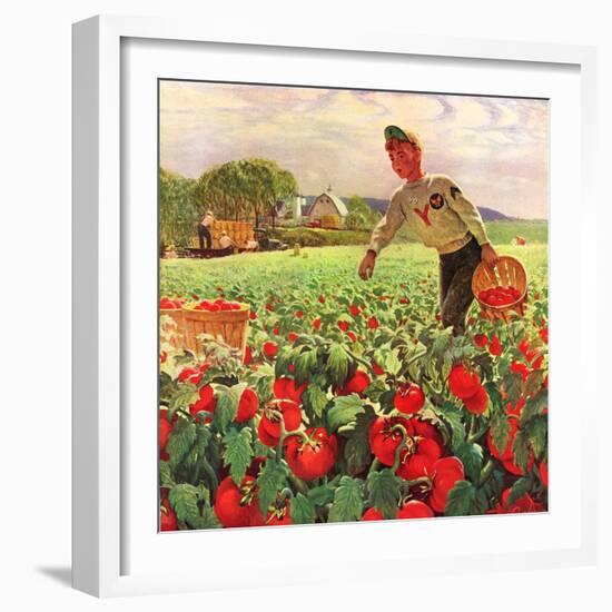 "Picking Tomatoes,"September 1, 1945-John Clymer-Framed Giclee Print