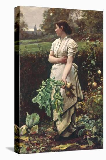 Picking Turnips-Robert Crawford-Stretched Canvas