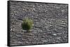 Pickleweed Growing from Cracked Landscape-DLILLC-Framed Stretched Canvas