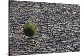 Pickleweed Growing from Cracked Landscape-DLILLC-Stretched Canvas