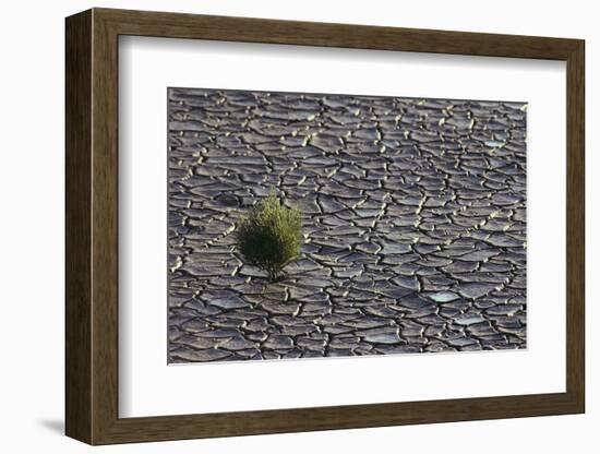 Pickleweed Growing from Cracked Landscape-DLILLC-Framed Photographic Print