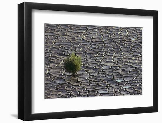 Pickleweed Growing from Cracked Landscape-DLILLC-Framed Photographic Print