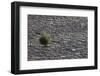 Pickleweed Growing from Cracked Landscape-DLILLC-Framed Photographic Print