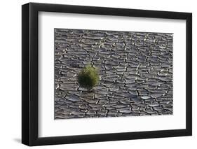 Pickleweed Growing from Cracked Landscape-DLILLC-Framed Photographic Print